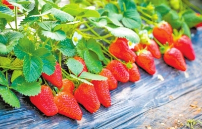 草莓、樱桃、新鲜果蔬采摘 快来渝北享受春日小甜蜜