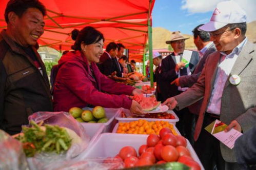 西藏白朗 田园超市 迎来采摘季
