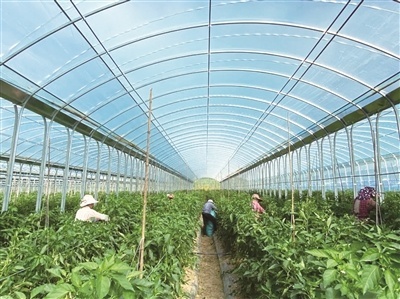 田园镇:时鲜果蔬采摘忙 乡村产业好兴旺